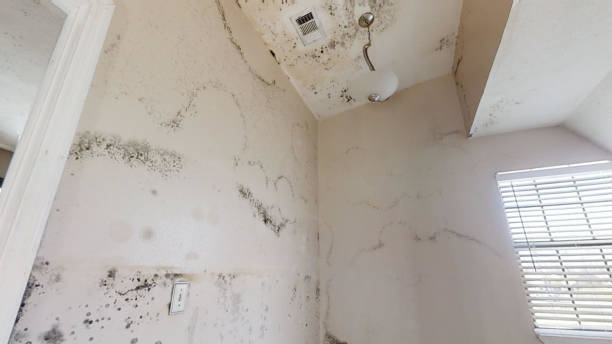 Best Post-Construction Mold Inspection  in Bentleyville, PA
