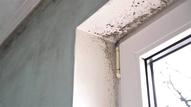 Best Attic Mold Removal  in Bentleyville, PA