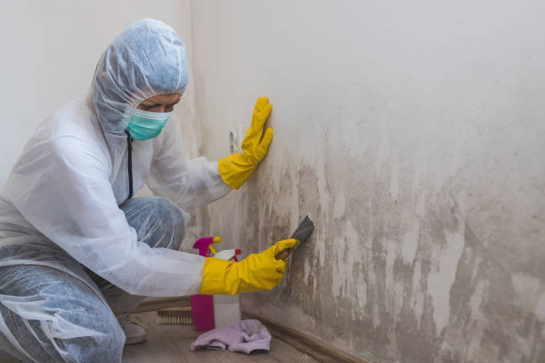 Best Mold Removal for HVAC Installations  in Bentleyville, PA