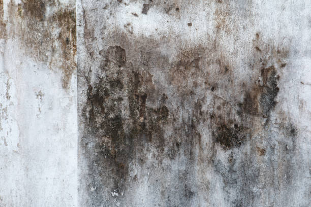 Best Mold Damage Restoration  in Bentleyville, PA