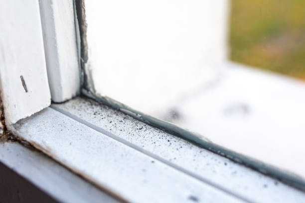 Best Mold Damage Restoration  in Bentleyville, PA