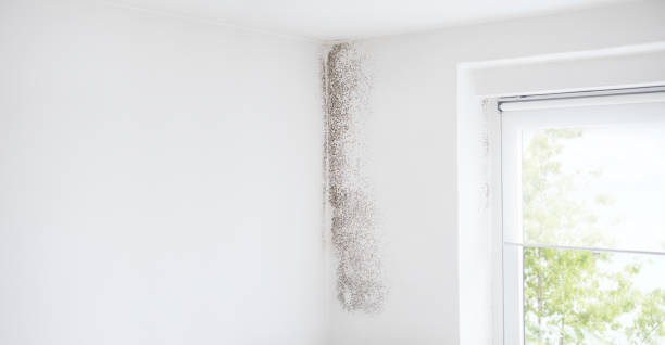 Best Biohazard Mold Removal  in Bentleyville, PA