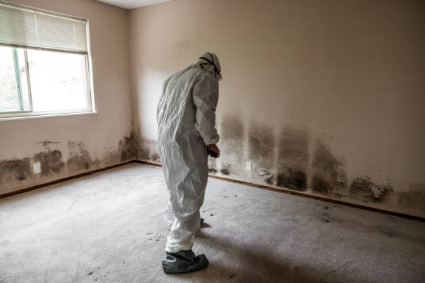 Best Basement Mold Removal  in Bentleyville, PA