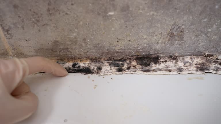 Best Asbestos and Lead Testing During Mold Inspection  in Bentleyville, PA